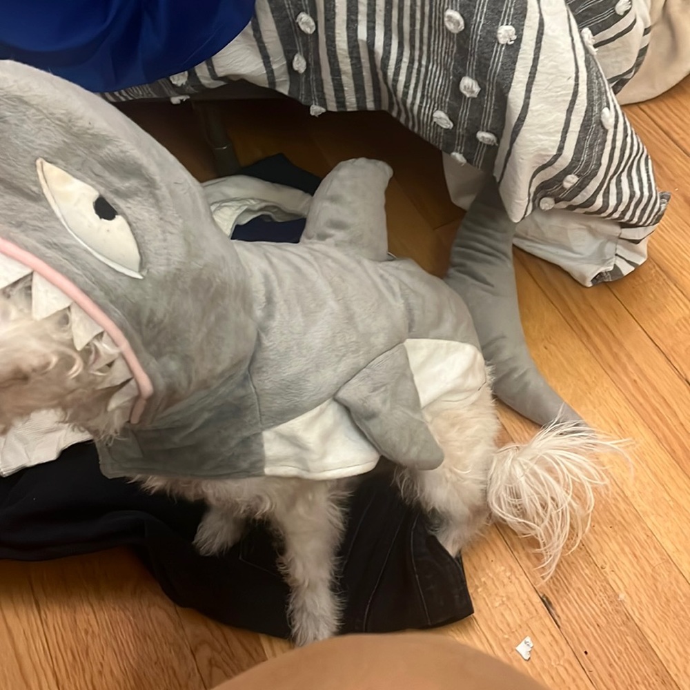 Dog shark costume